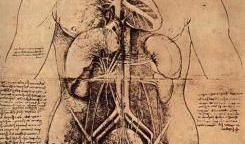 女性人体解剖学视频,深入解析女性身体结构奥秘